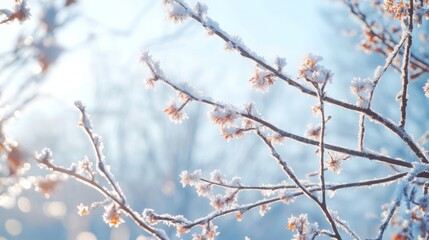 Frost covering the branches of a tree in the early morning cold weather