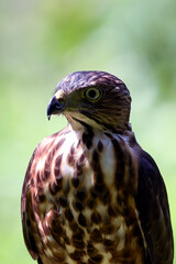 Close up photo of a crested goshawk