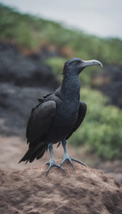 Fototapeta premium Frigate bird