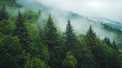 Morning mist rolling through a dense forest foggy weather
