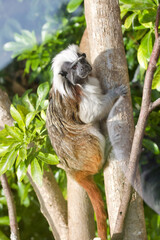 Cotton Top Tamarin Monkey on Tree