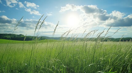 Wind sweeping across an open field bending tall grass