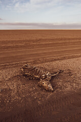 Drought