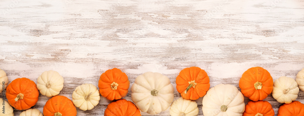 Poster autumn bottom border of orange and white pumpkins on a rustic white wood banner background. top view