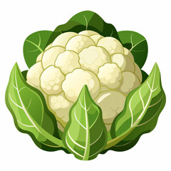 
Cauliflower Vector Art on White Background
