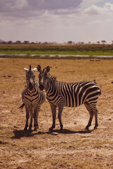 zebra