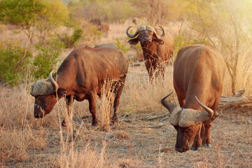 Herd, buffalo and wildlife in nature, eating and freedom in national park, survival and calm in summer. Outdoor, animal and protected in reserve, conservation or indigenous of Botswana with fresh air