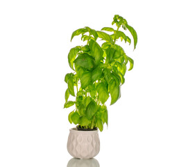 Sprig of fragrant basil, macro, isolated on white background