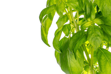 Sprig of fragrant basil, macro, isolated on white background