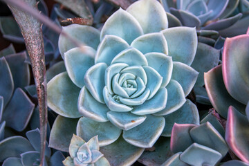 close up of succulent plant