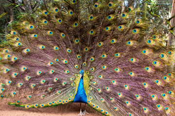 peacock feather closeup