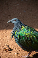 green pigeon head close up