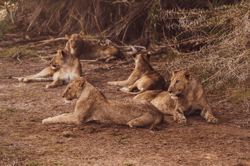 Lions in drought time