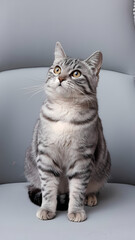 Obraz premium A cat perched on a chair, gazing upward with curiosity and alertness. 