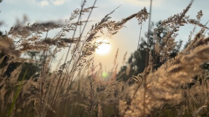 Cortaderia, pampas grass, dry flower at sunset.
