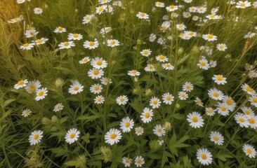 chamomile flowers, background