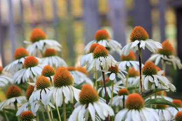 sad daisies in the garden on the background of a fence and a blue sky
