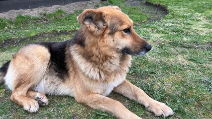 An elderly German Shepherd lies on the grass.