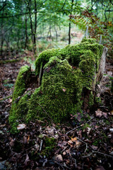 Fototapeta premium German forest landscape