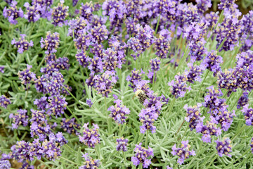 Natural background. Beautiful blooming lavender closeup