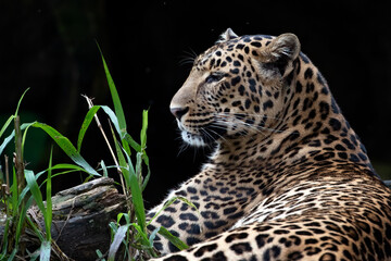 Javan leopard laying on the grass field