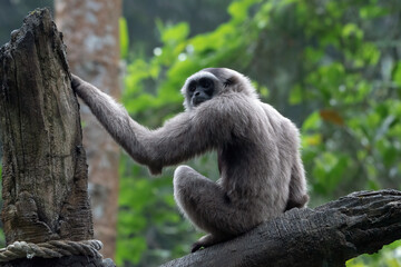 Portrait of a langur in the thick leaves