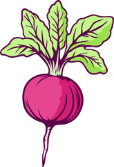 Classic Hand Drawing Beetroot Illustration