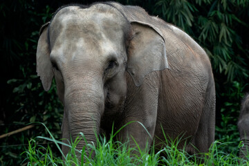Naklejka premium Close-up photo of Sumatran elephant