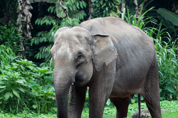 Naklejka premium Close-up photo of Sumatran elephant