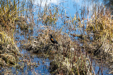 Red Winged Blackbird (Agelaius phoeniceus) in a Grassy Marsh