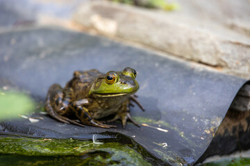 Bullfrog (Rana catesbeiana) on the Edge of a Pond