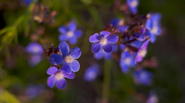 A close up of a bunch of blue flowers