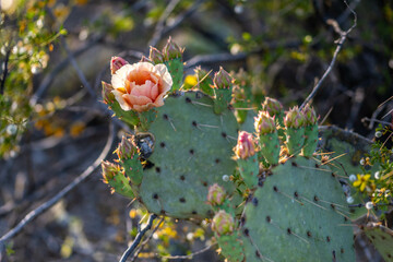 A flowering cactus in Saguaro NP, Arizona