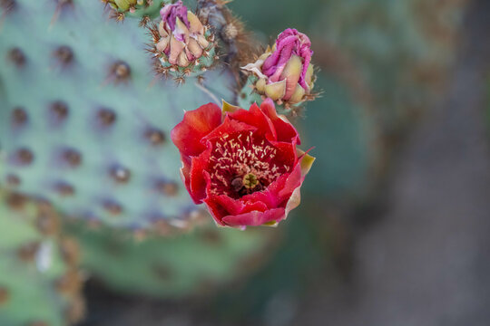 A flowering cactus in Tucson, Arizona