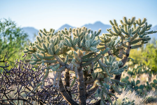 A Chain Fruit Cholla in Saguaro NP, Arizona