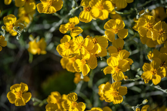 A flowering cactus in Saguaro NP, Arizona