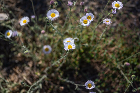A flowering cactus in Saguaro NP, Arizona
