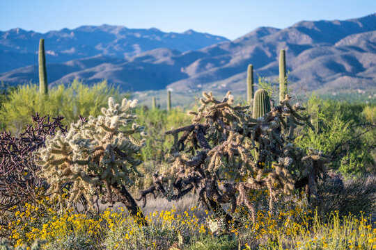 A Chain Fruit Cholla in Saguaro NP, Arizona