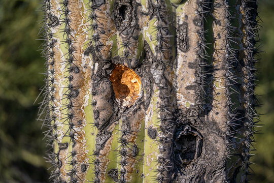 A flowering cactus in Saguaro NP, Arizona