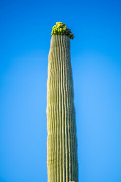 A long slender Saguaro Cactus in Tucson, Arizona