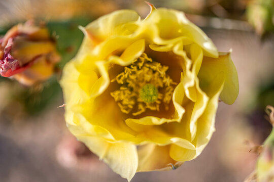 A flowering cactus in Saguaro NP, Arizona
