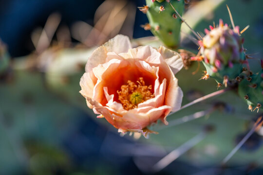 A flowering cactus in Saguaro NP, Arizona