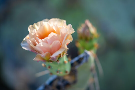 A flowering cactus in Saguaro NP, Arizona