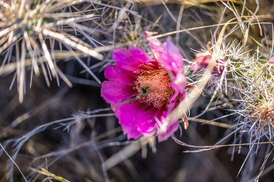 A flowering cactus in Saguaro NP, Arizona