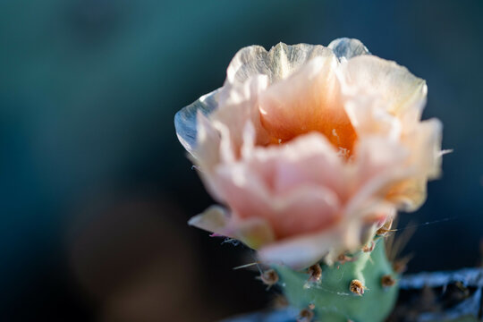 A flowering cactus in Saguaro NP, Arizona