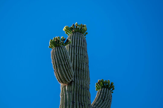A long slender Saguaro Cactus in Tucson, Arizona