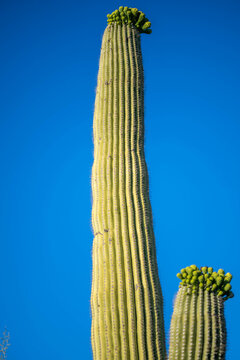 A long slender Saguaro Cactus in Tucson, Arizona