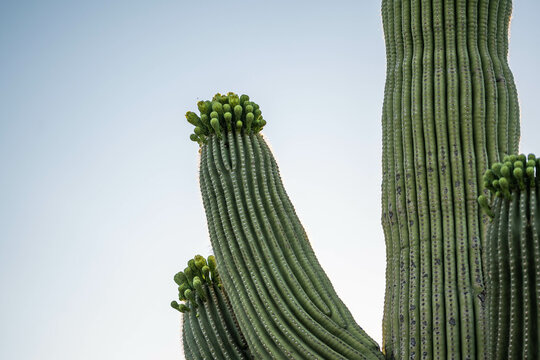 A long slender Saguaro Cactus in Tucson, Arizona