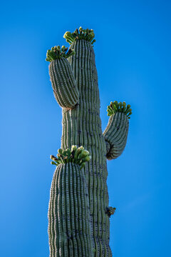 A long slender Saguaro Cactus in Tucson, Arizona