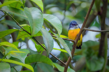 Orange bellied flowerpecker on branch